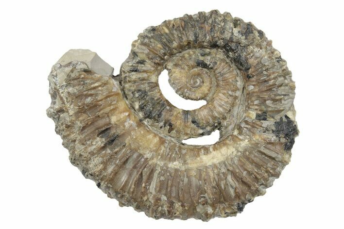 Aegocrioceras Ammonite - Germany #139138